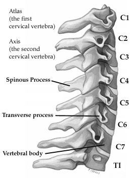 c spine